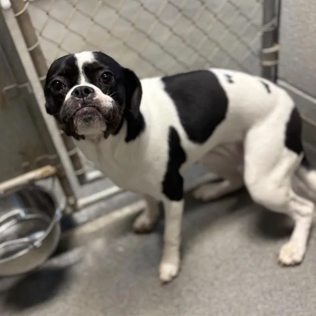 A young medium-sized female Boston Terrier dog named Sienna for adoption in Huntsville, AL