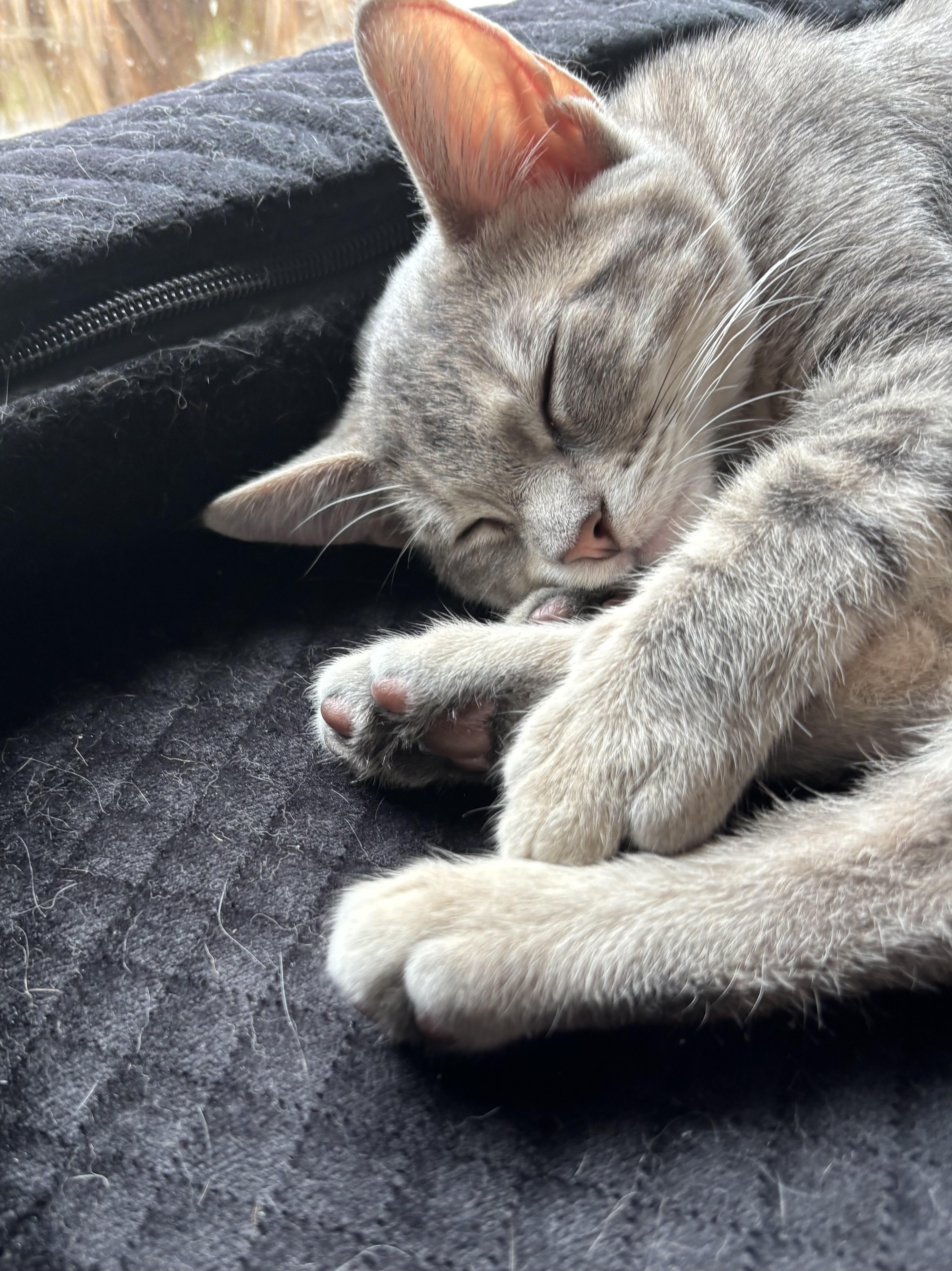 A baby medium-sized female Tabby cat named Olive Oil for adoption in Columbia, SC