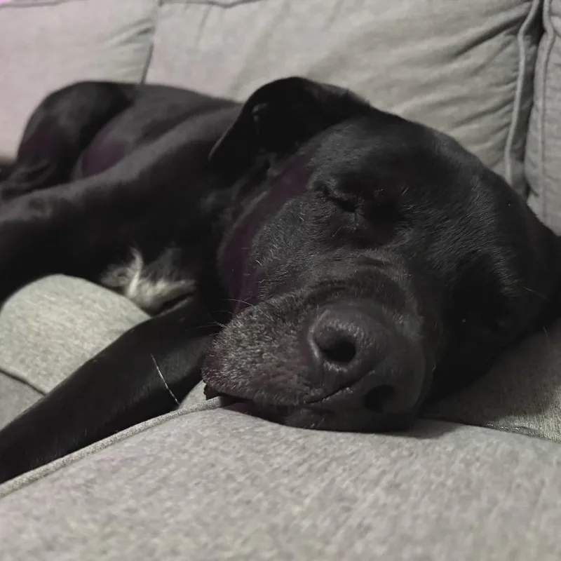 An adult large-sized male Black Mixed Breed dog named Cecil for adoption in Buffalo, MN