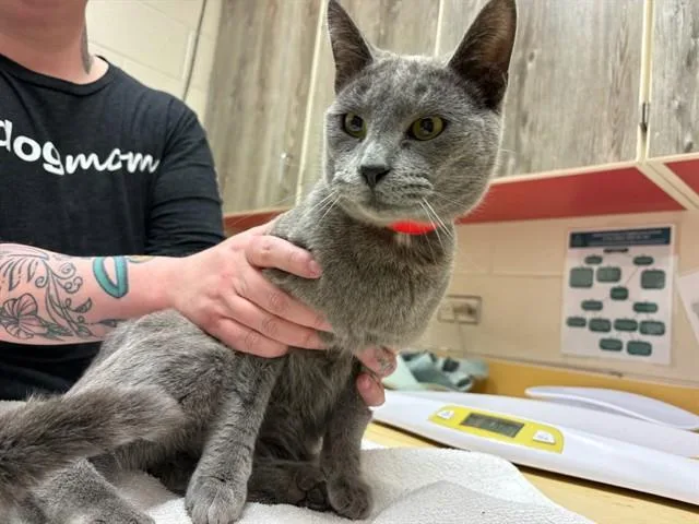 A young medium-sized male Domestic Short Hair cat named Stan for adoption in Colorado Springs, CO