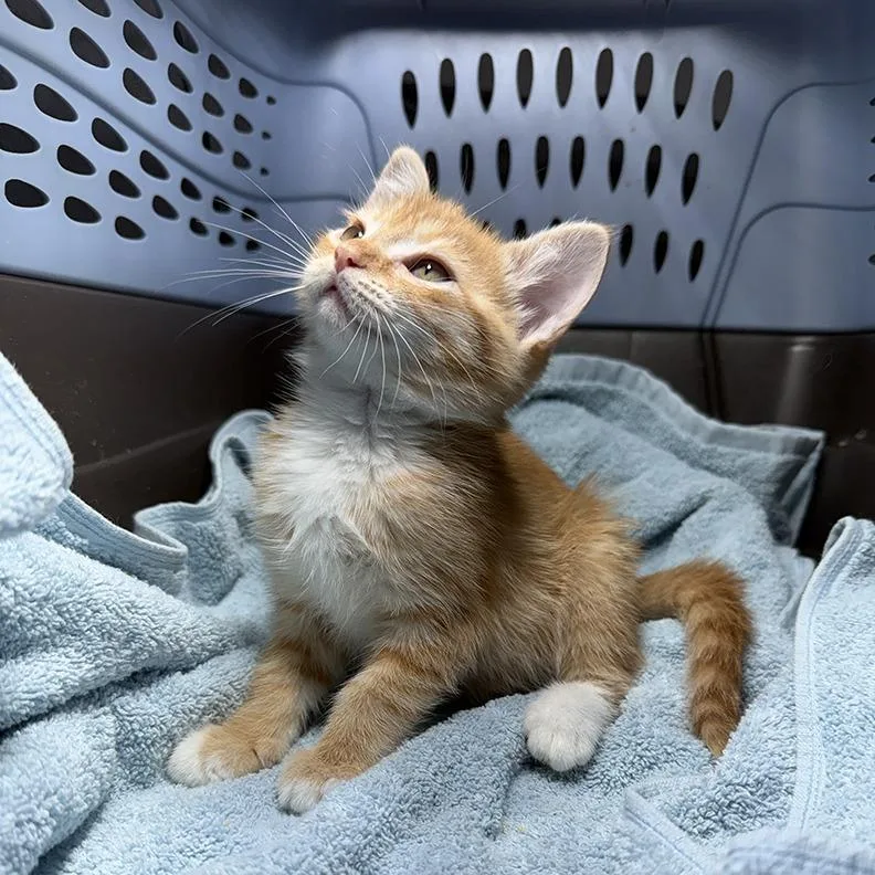A baby small-sized female Domestic Short Hair cat named Copper for adoption in Cumming, GA