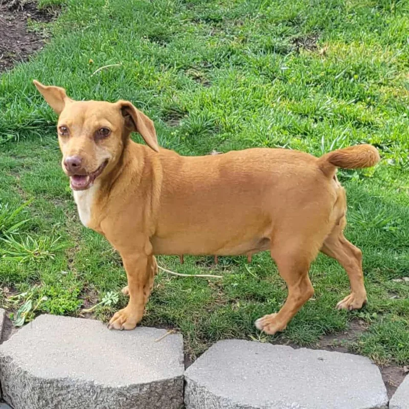 An adult small-sized female Brown / Chocolate Dachshund dog named Belle for adoption in Olathe, KS