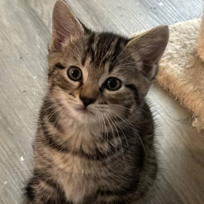A baby small-sized male Domestic Short Hair cat named Fin for adoption in Cumming, GA