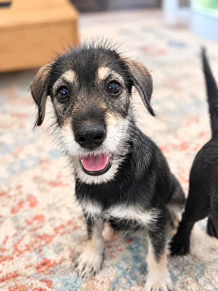 A baby medium-sized male Jack Russell Terrier dog named Oliver Twist for adoption in Saugus, MA