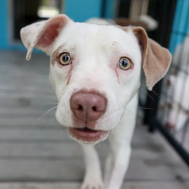 A young medium-sized female White / Cream Pit Bull Terrier dog named Dosey Doe Over for adoption in Bradenton, FL