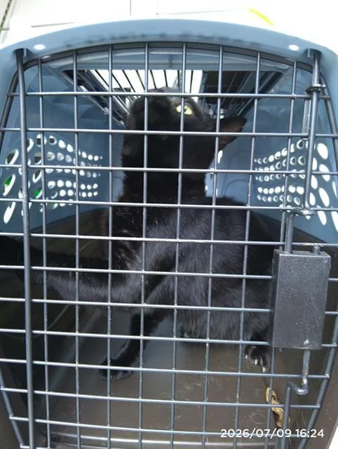 A young medium-sized male Domestic Short Hair cat named King for adoption in Charlotte, NC