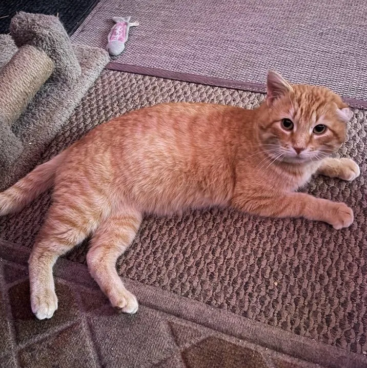 Simon Peter Aka Big thumbnail 6