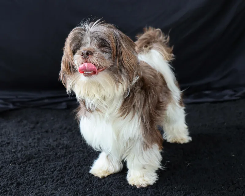 An adult small-sized male Brown / Chocolate Shih Tzu dog named Harry for adoption in Ocean Springs, MS