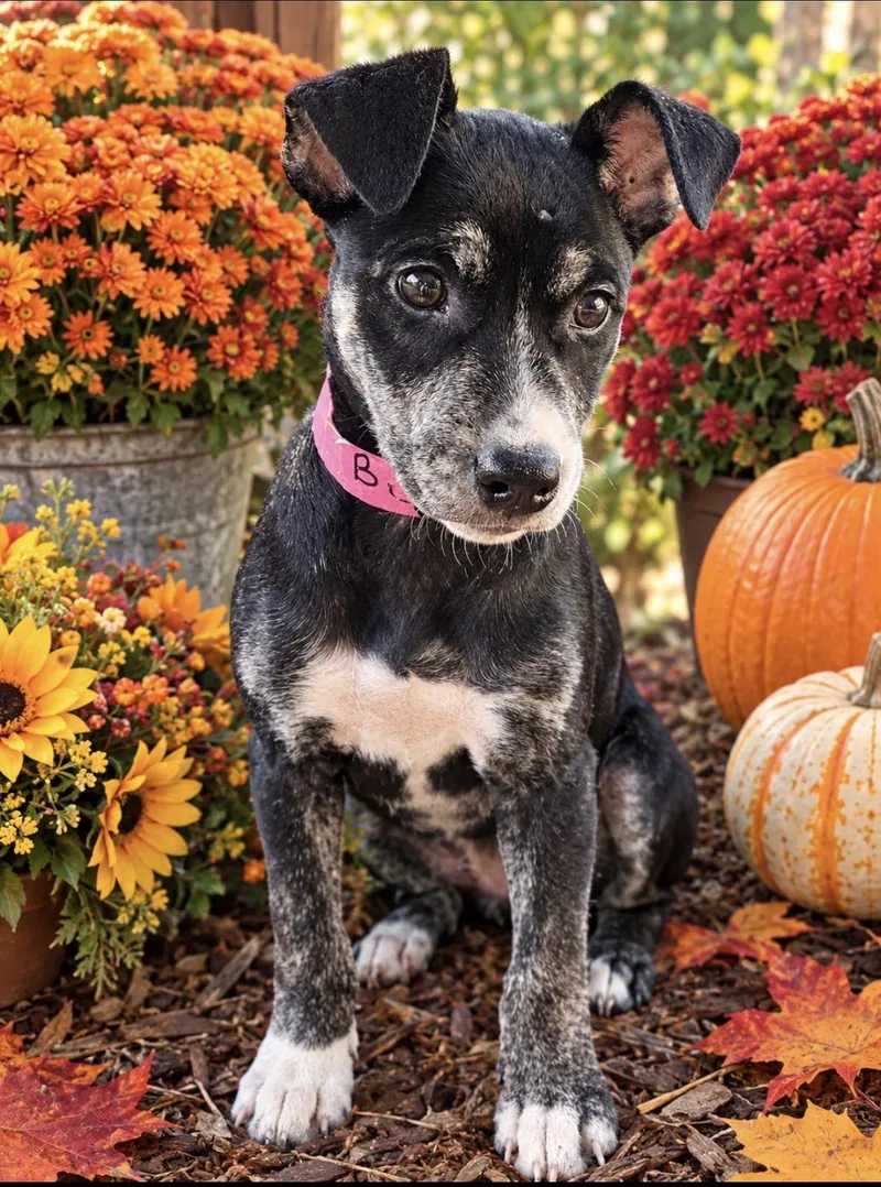 A baby medium-sized female Terrier dog named Betsy Lonestar for adoption in Rockaway, NJ