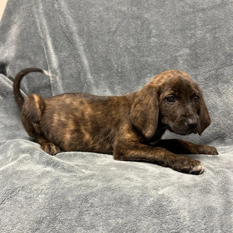 A baby medium-sized female Hound dog named Eevee for adoption in Brenham, TX