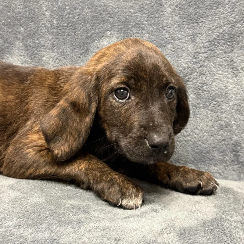 Eevee thumbnail 6