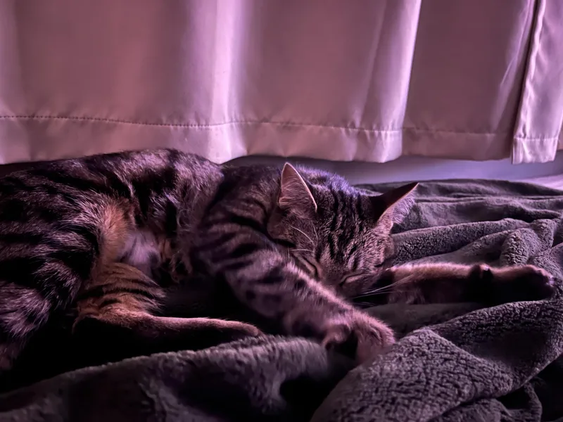 A young medium-sized female Tabby (Brown / Chocolate) Domestic Short Hair cat named Brownie for adoption in Seattle, WA