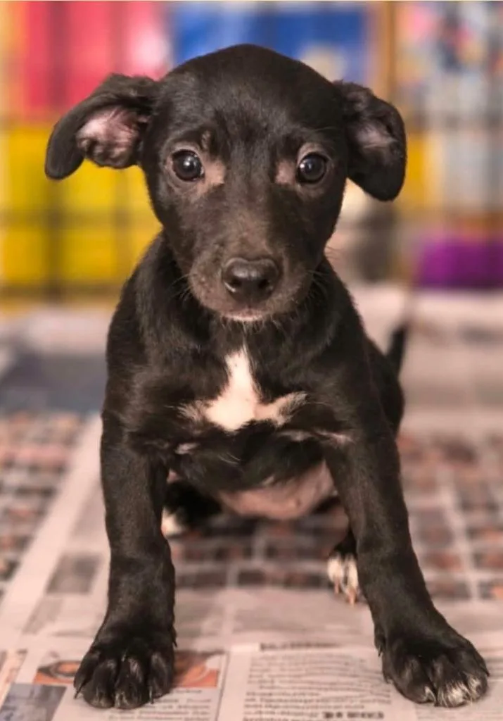 A baby medium-sized female Hound dog named Twyla Mae Netherland for adoption in El Dorado, AR