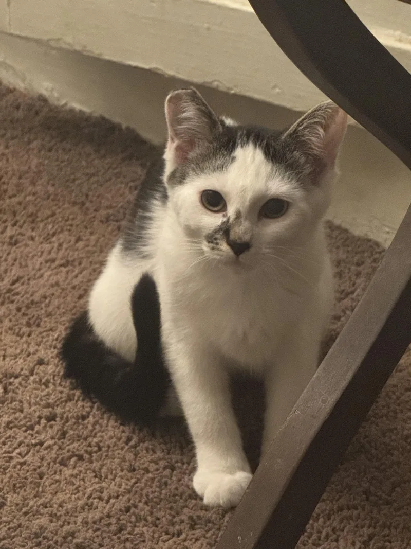 A young medium-sized female Black & White / Tuxedo Domestic Short Hair cat named Fiji for adoption in Los Angeles, CA