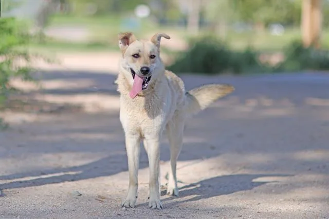 A young medium-sized female German Shepherd Dog dog named Nyla for adoption in Albuquerque, NM