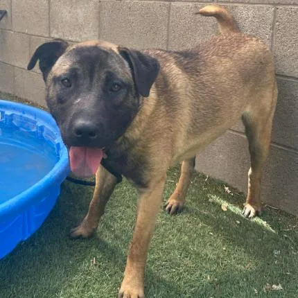 A young medium-sized male Brown / Chocolate Shepherd dog named Tater for adoption in Fort Collins, CO