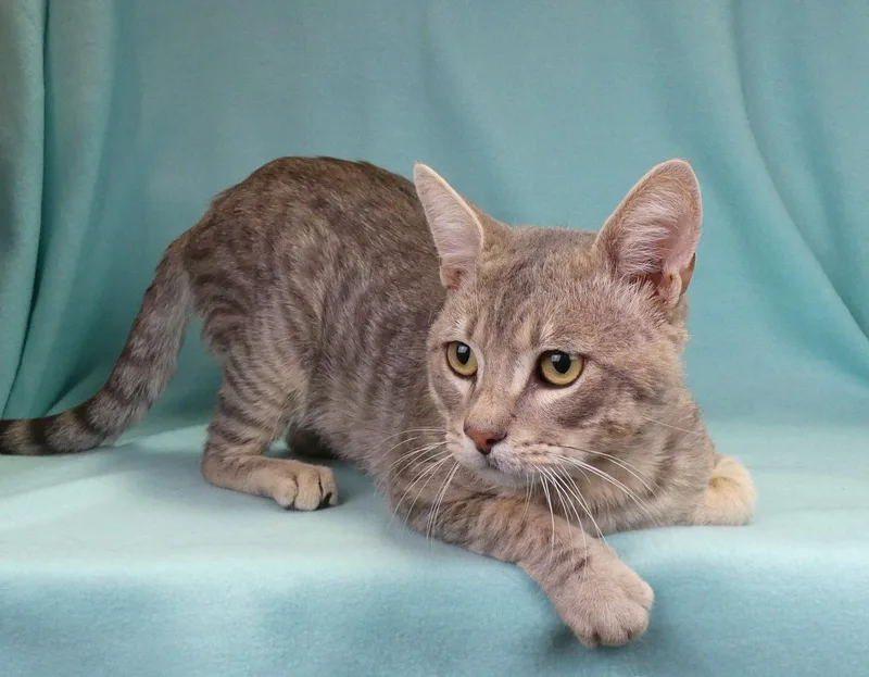An adult large-sized male Domestic Short Hair cat named Freddie for adoption in Pasadena, CA