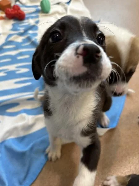 A baby small-sized female Border Collie dog named Kubota for adoption in Santa Rosa, CA