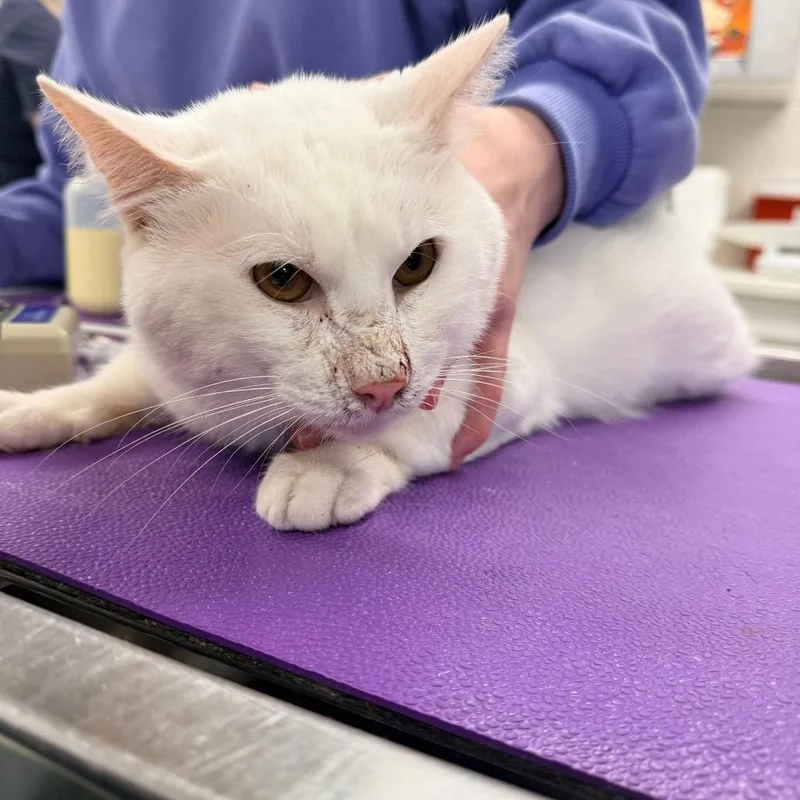 A senior large-sized male White Domestic Short Hair cat named Shy Boy for adoption in Indianapolis, IN