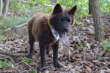 An adult medium-sized female Chow Chow dog named Freya for adoption in Voorhees, NJ