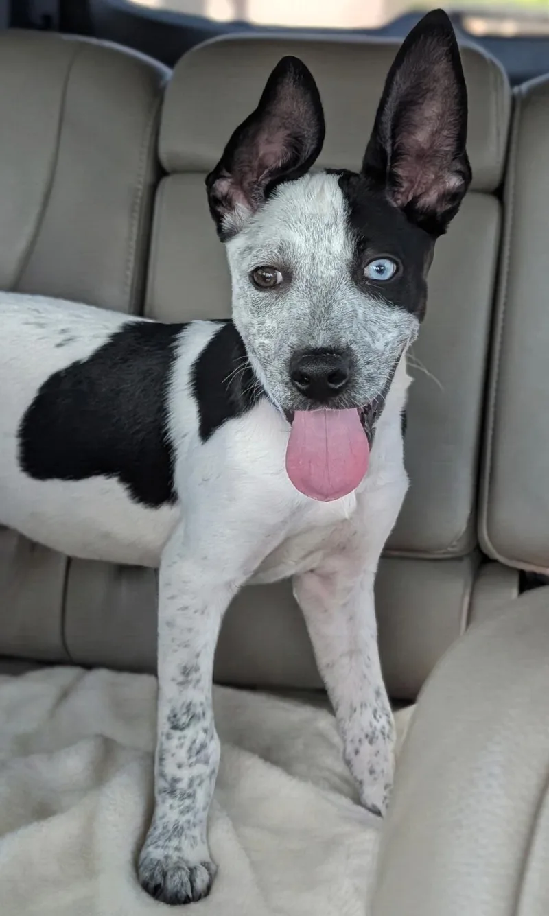 A baby medium-sized female Cattle Dog dog named Tamera for adoption in Baton Rouge, LA