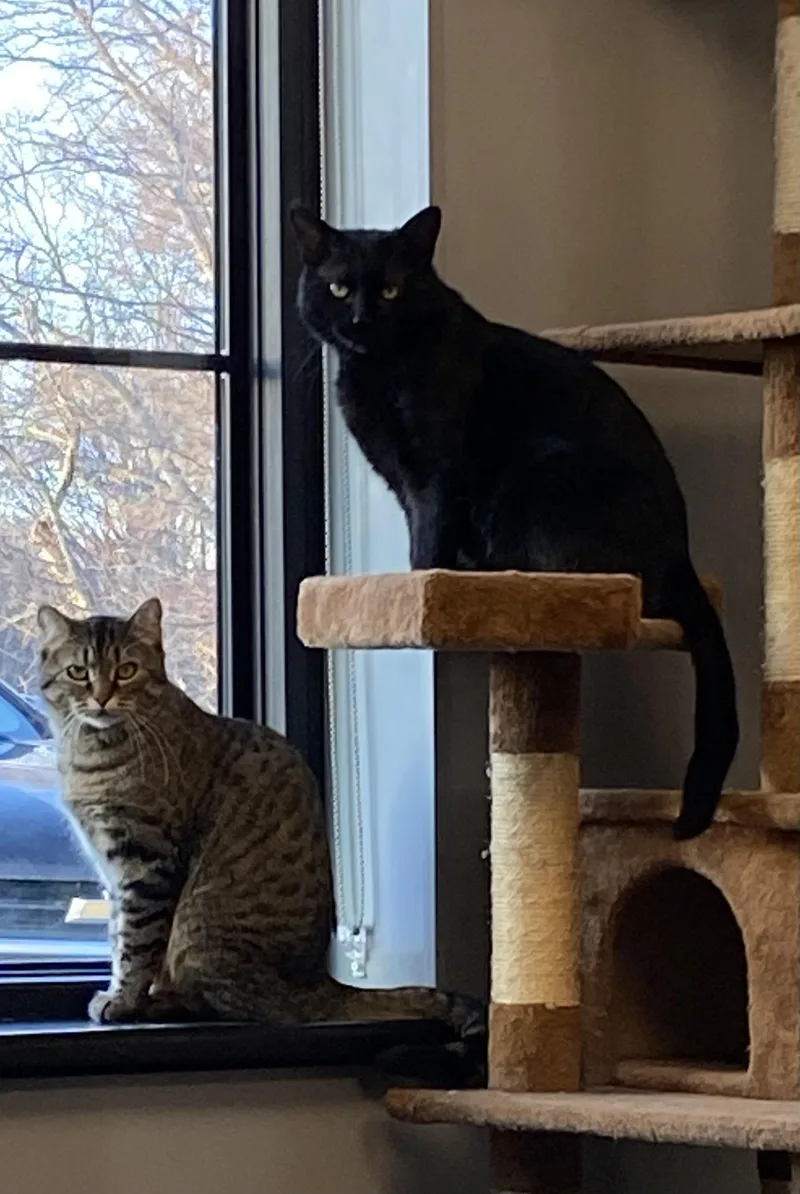 An adult medium-sized male Domestic Short Hair cat named Autumn & Clark Griswold for adoption in Seekonk, MA