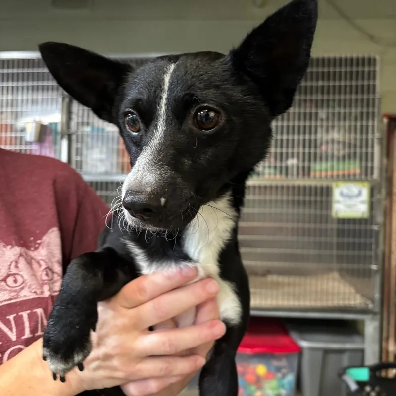 A young small-sized male Black Chihuahua dog named Larry D for adoption in Lebanon, TN