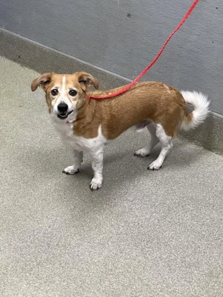 An adult small-sized male Australian Kelpie dog named Marlin for adoption in Las Vegas, NV