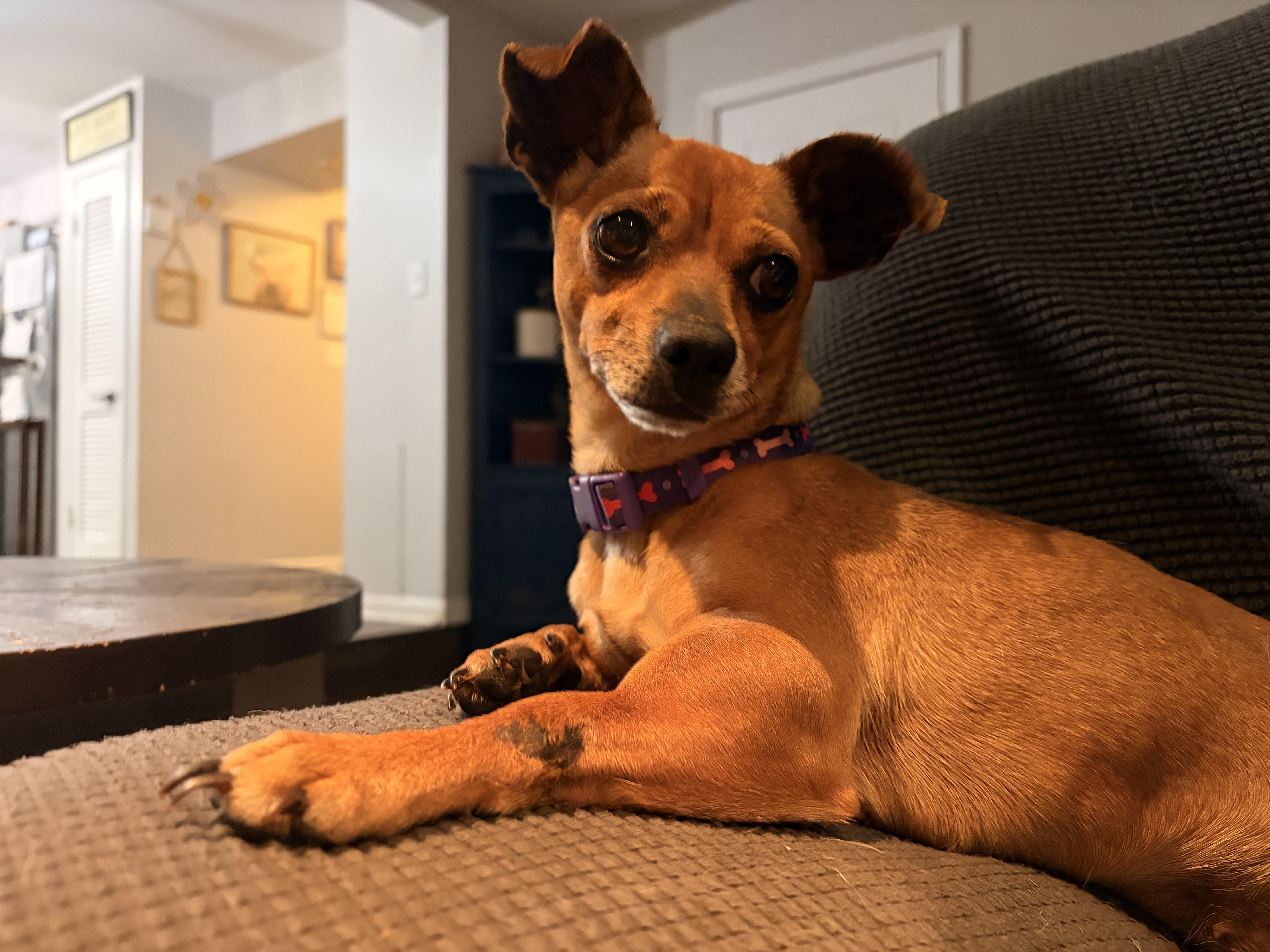 An adult small-sized female Chihuahua dog named Buffy for adoption in Byron, IL