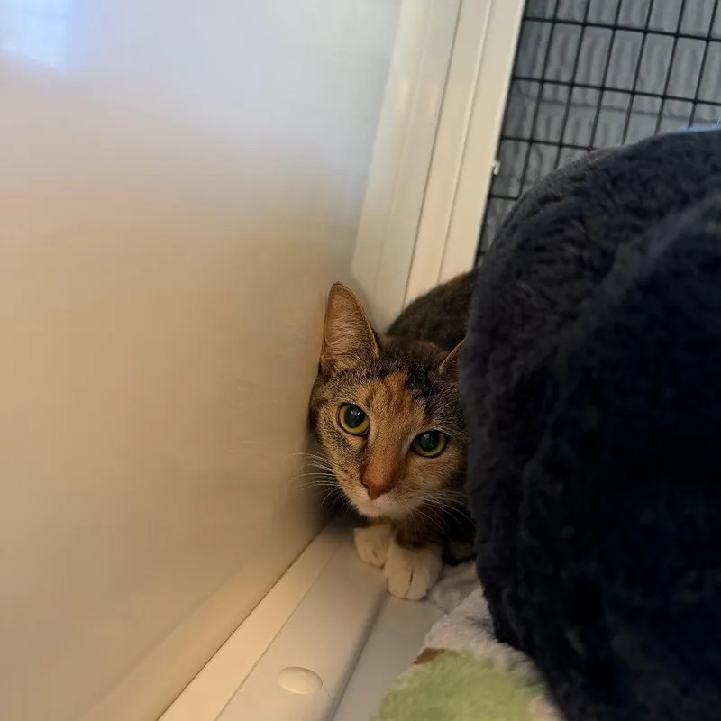 A young medium-sized female Brown / Chocolate Domestic Short Hair cat named Jasmine for adoption in Ruckersville, VA
