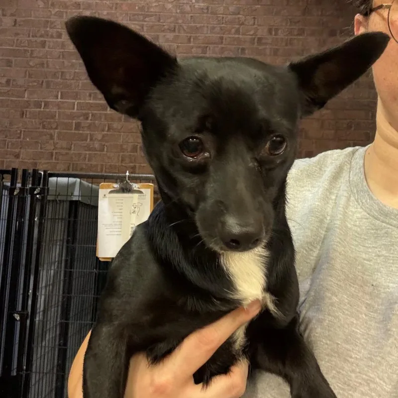 An adult small-sized male Chihuahua dog named Randolph for adoption in Birmingham, AL