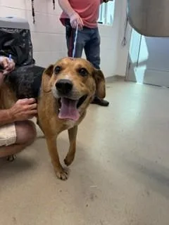 An adult large-sized male Labrador Retriever dog named Ruger for adoption in Haw River, NC