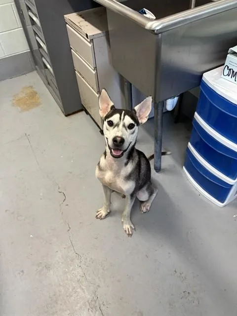 A young medium-sized male Husky dog named Nick Wilde for adoption in Corpus Christi, TX