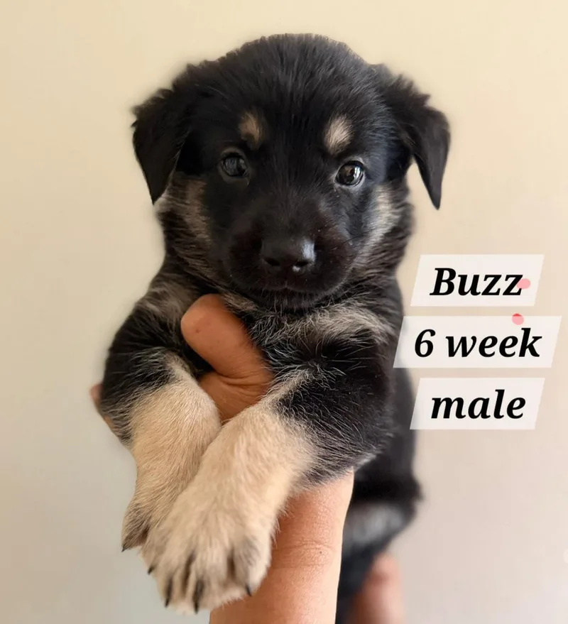 Buzz thumbnail 2