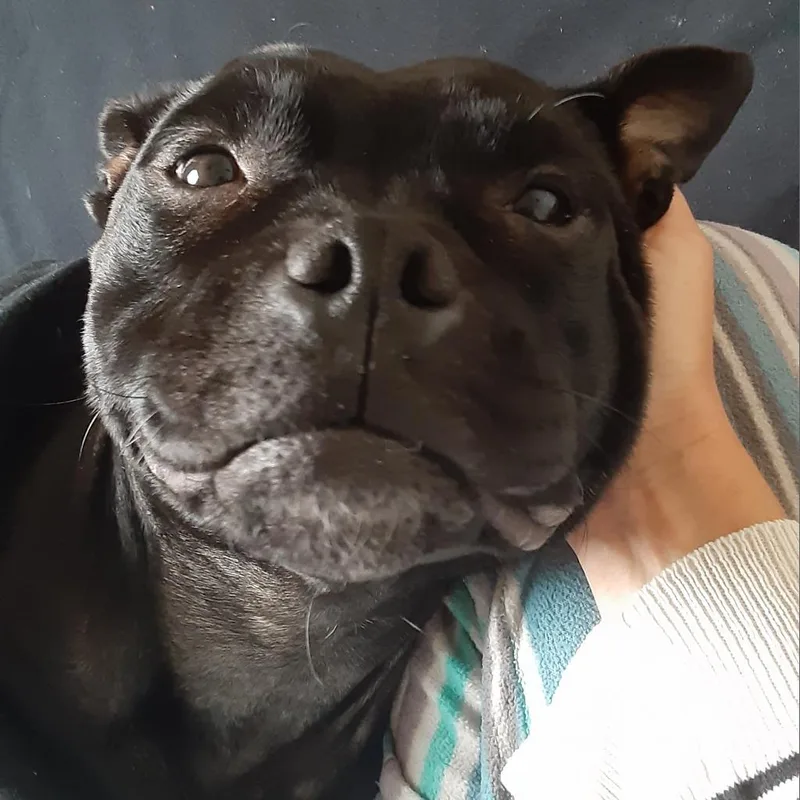 An adult medium-sized female Black Terrier dog named Sephora for adoption in Fort Lauderdale, FL