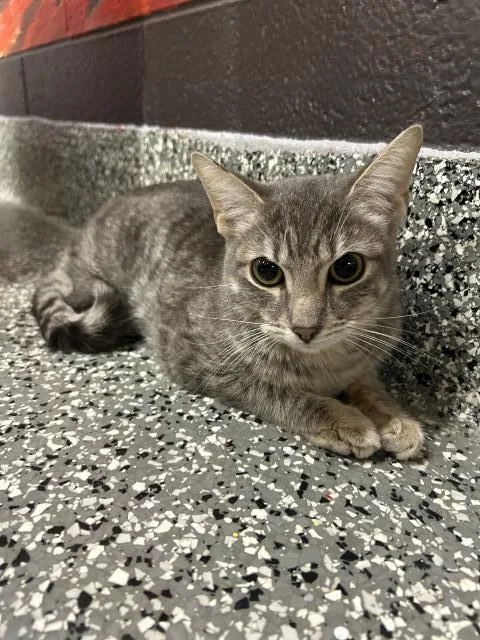 A young small-sized female Domestic Short Hair cat named Trinity for adoption in Clinton Township, MI