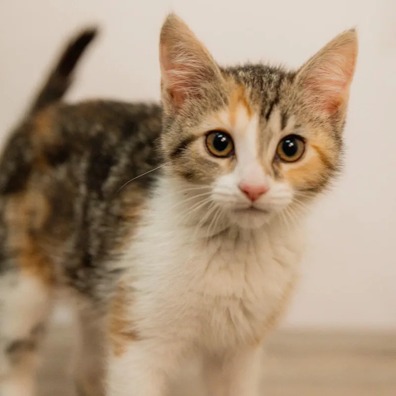 A baby small-sized female Calico Domestic Short Hair cat named Pancake Turner for adoption in St. Paul, MN