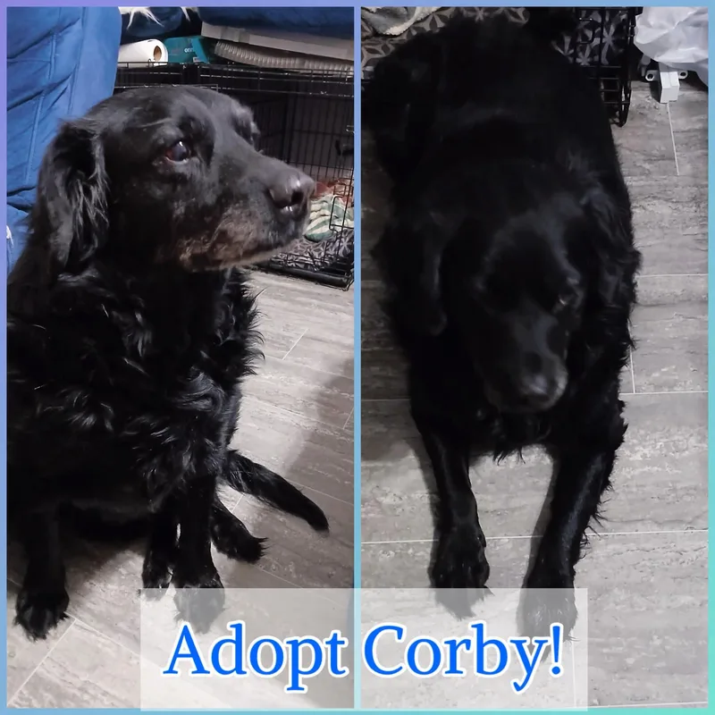 A senior large-sized male Black Flat-Coated Retriever dog named Corby for adoption in Cincinnati, OH