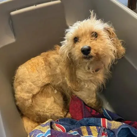An adult small-sized male Yellow / Tan / Blond / Fawn Miniature Poodle dog named Scruffie for adoption in East Saint Louis, IL