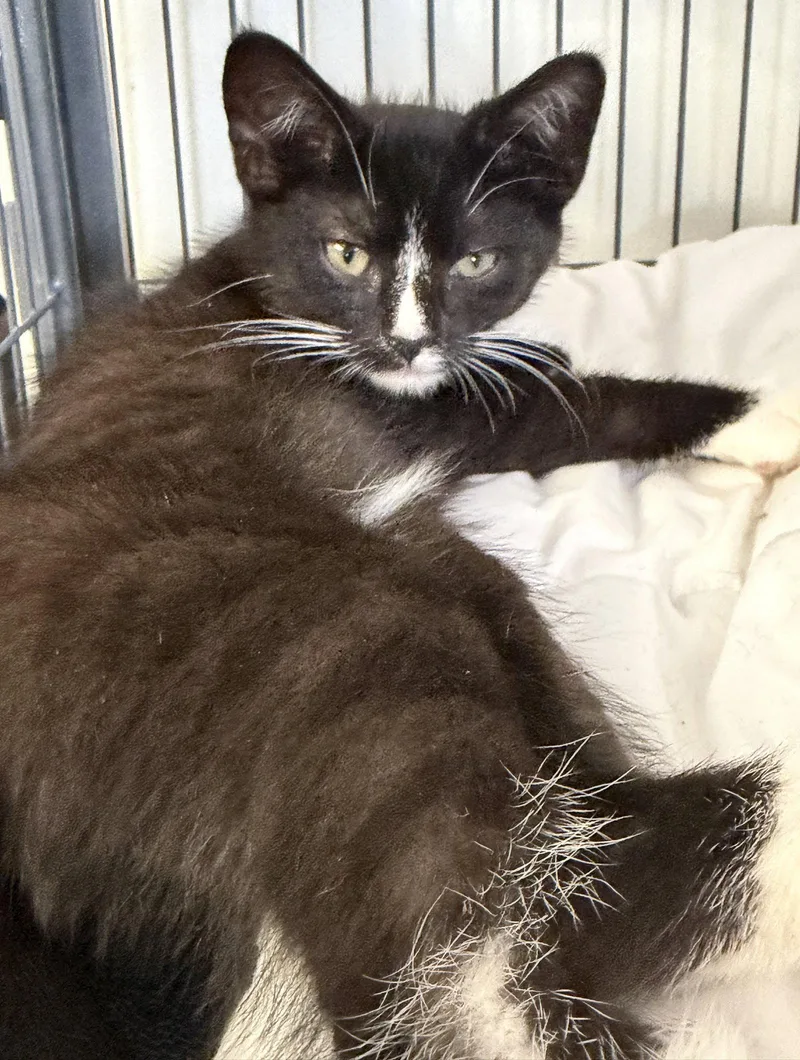 A baby medium-sized male Black & White / Tuxedo Domestic Short Hair cat named Luther for adoption in Broomall, PA