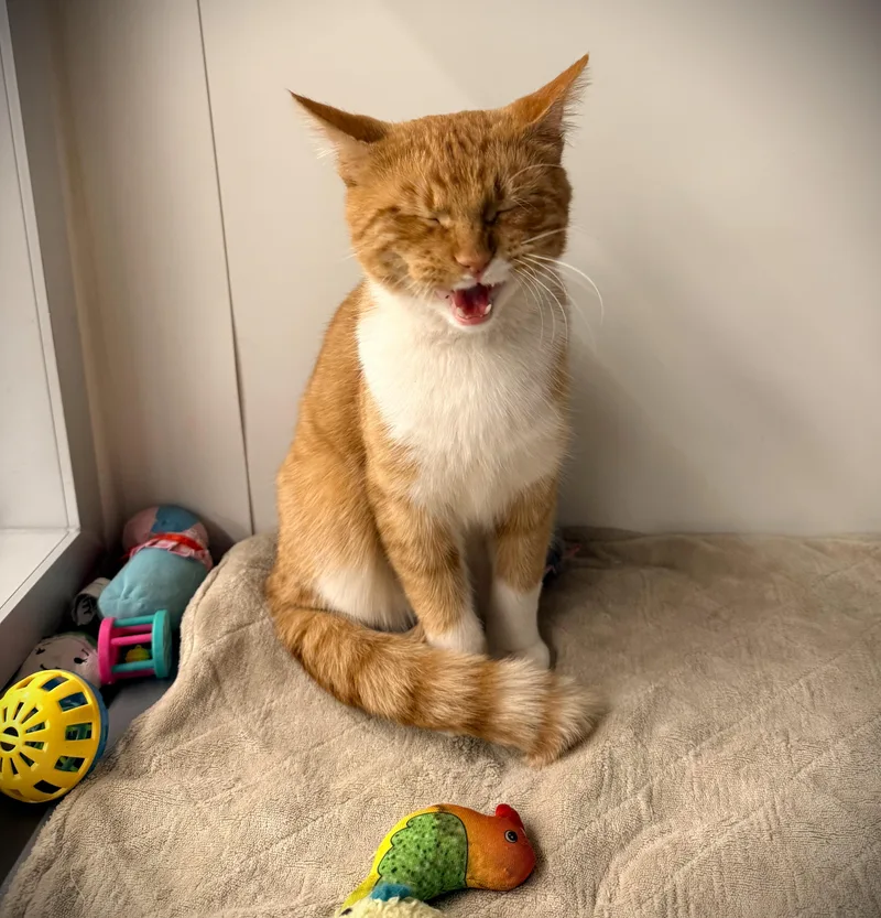 An adult medium-sized male Domestic Short Hair cat named RED at Petsmart Mankato for adoption in Mankato, MN