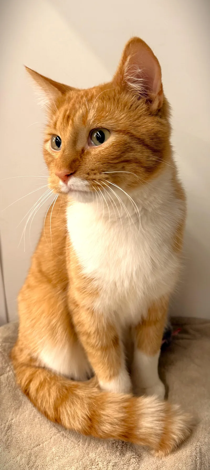 RED at Petsmart Mankato thumbnail 2
