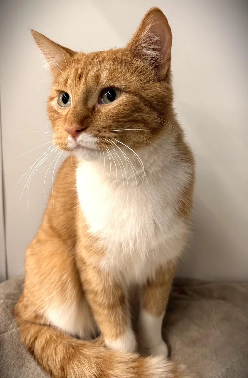 RED at Petsmart Mankato thumbnail 3