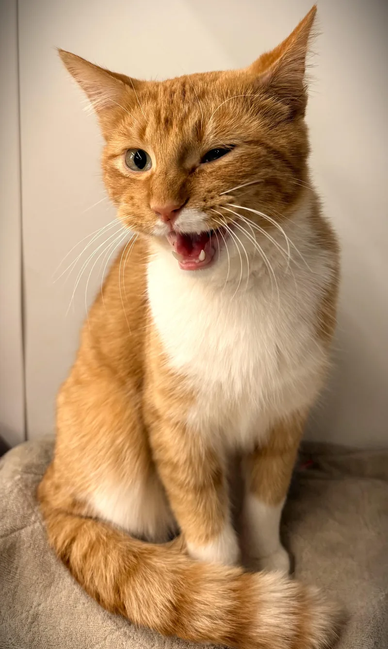 RED at Petsmart Mankato thumbnail 4