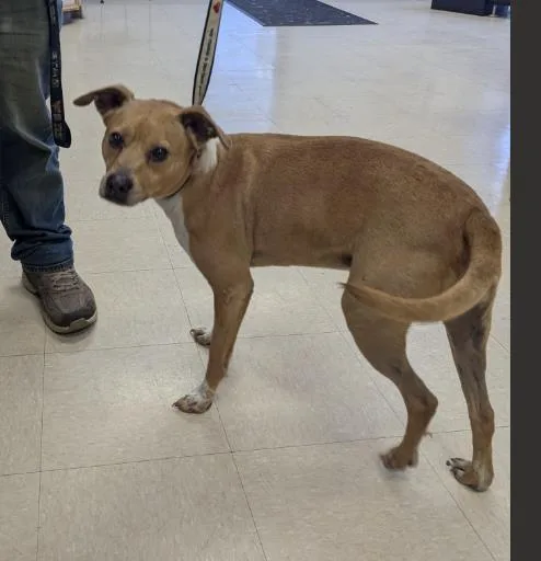 A young medium-sized male Labrador Retriever dog named Donald for adoption in Killeen, TX