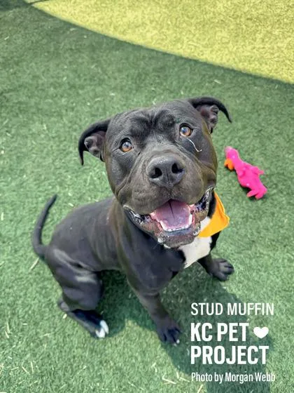 An adult large-sized male Black Pit Bull Terrier dog named Stud Muffin for adoption in Kansas City, MO