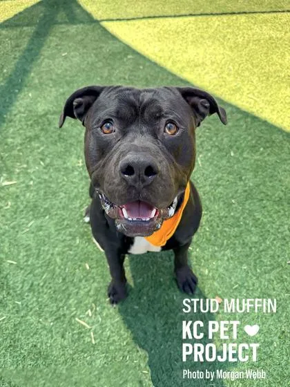 Stud Muffin thumbnail 2