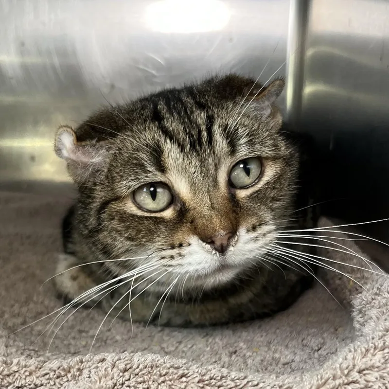 A senior medium-sized female Brown / Chocolate Domestic Short Hair cat named Metella for adoption in Palm Springs, CA