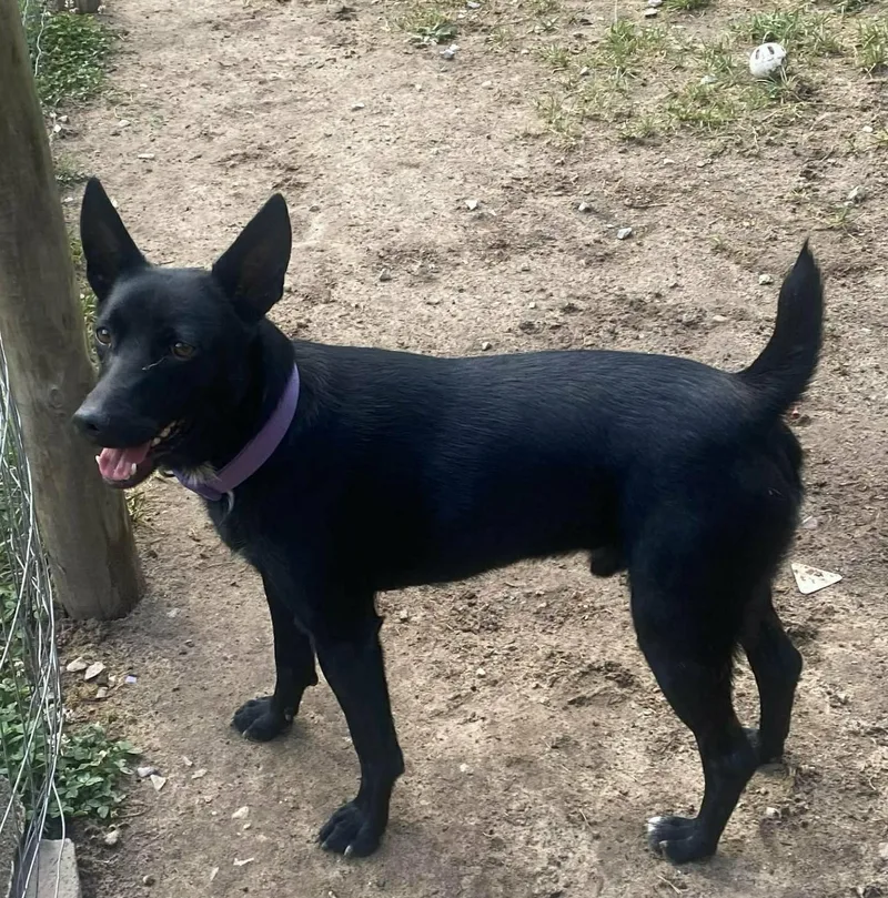 An adult medium-sized male Shepherd dog named Rockie for adoption in Somerset, KY