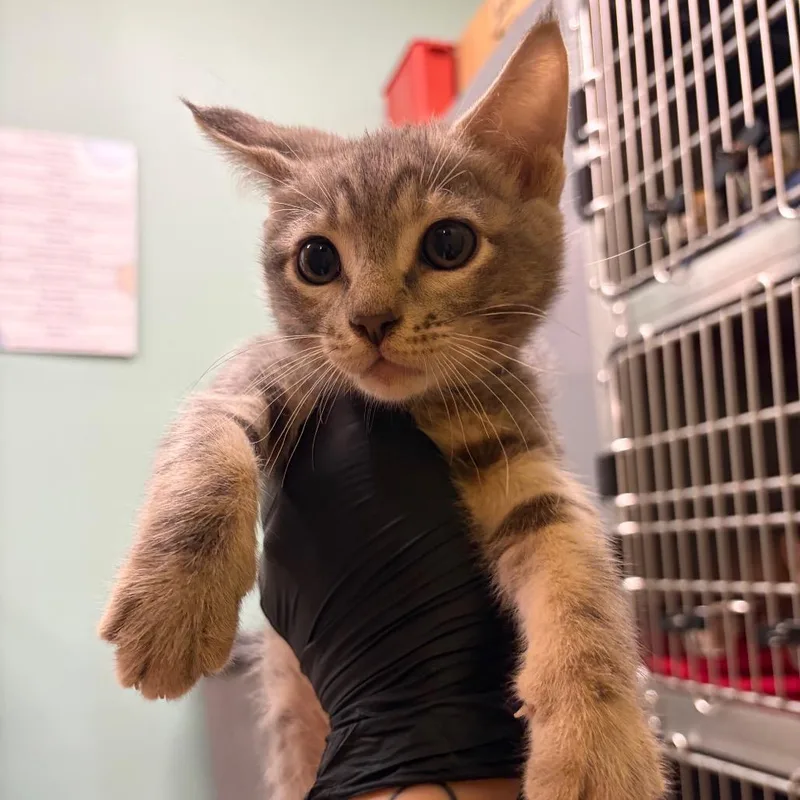 A baby small-sized female Gray / Blue / Silver Domestic Short Hair cat named Fresca for adoption in Keizer, OR